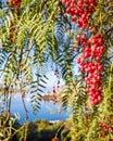 Branches of Brazilian pepper Schinus terebinthifolius or aroeira or rose with fruits on a background of a seascape Royalty Free Stock Photo