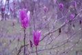 Branches of Bright purple magnolia flowers.