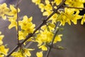 Branches with bright yellow flowers of blooming Early Forsythia. A genus of deciduous flowering shrubs that belong to the olive