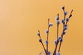 Branches of a budding willow on a yellow background, a place for the text-the concept of the arrival of spring holidays