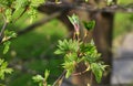 Branches with buds and flowers of Acer Pseudoplatanus tree. Royalty Free Stock Photo