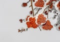 Red bunches of mountain ash under heavy caps of freshly fallen white snow. Food for bullfinches.