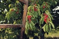 Branches with bunches of ripe white cherries and wooden ladder in an orchard Royalty Free Stock Photo