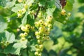 Branches and bunches of unripe white currants on a bush close-up