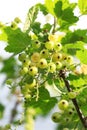 Branches and bunches of unripe white currants on a bush close-up
