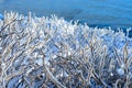 Branches of a bush covered with ice. Ice storm Royalty Free Stock Photo