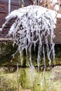 The branches of the bush are covered with ice after the rain in winter