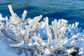 Branches of a bush covered with ice. Ice storm. Royalty Free Stock Photo