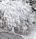 Branches of a bush in the park bent under the weight of snow after a heavy snowfall Royalty Free Stock Photo