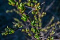 Branches of a bush plant with buds green sprouts with leaves and long sharp thorns against the background of spring nature in the