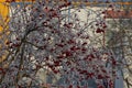 A bush of a viburnum with red berries under a snow in a winter garden Royalty Free Stock Photo