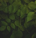 Foliage background. Branches of bushes with green leaves. Image of spring freshness.