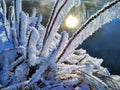 Branches of bushes in hoarfrost, as if caramelized.