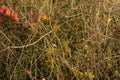 Branches, bushes with red and yellow colorful autumn leaves