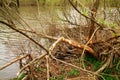 Branches of bushes on the shore gnawed by beavers Royalty Free Stock Photo