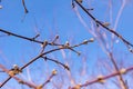 The branches of the bushes in spring against the sky, selective focus