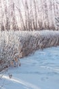 Branches bushes trimmed in forest nature park with hoarfrost winter frost snow Royalty Free Stock Photo