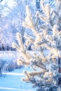 Branches bushes trimmed in forest and pine fir tree branch nature park with hoarfrost winter frost snow Royalty Free Stock Photo