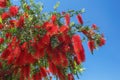 Branches of Callistemon tree ( Weeping Bottlebrush) with bright red flowers Royalty Free Stock Photo