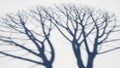 Branches are cast on a light surface creating an abstract natural Royalty Free Stock Photo