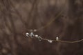Branches with catkins. Willow blossom. Spring background. Close-up, selective focus Royalty Free Stock Photo
