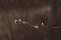 Branches with catkins. Willow blossom. Spring background. Close-up, selective focus Royalty Free Stock Photo