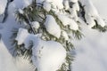 Branches of cedar elfin under a layer of white snow Royalty Free Stock Photo
