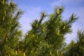 Branches cedar in the spring Royalty Free Stock Photo