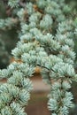 Branches of cedrus atlantica Glauca with short needles Royalty Free Stock Photo