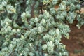 Branches of cedrus atlantica Glauca with short needles Royalty Free Stock Photo