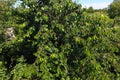 Branches of cherries with ripe berries. Ripe sweet cherry on a t Royalty Free Stock Photo