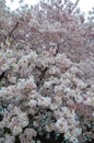 Branches of Cherry Blossom Clusters in Full Bloom Royalty Free Stock Photo