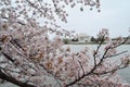 Branches of Cherry Blossom Clusters at Thomas Jefferson Memorial Royalty Free Stock Photo