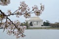 Branches of Cherry Blossom Clusters at Thomas Jefferson Memorial Royalty Free Stock Photo