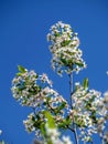 Branches of cherry blossom macro Royalty Free Stock Photo