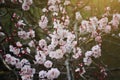 Branches of cherry blossoms. Cherry flowers in small clusters on a cherry tree branch, fading in to white. Selective soft focus Royalty Free Stock Photo