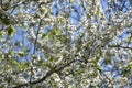 Branches of cherry blossoms in garden in springtime. Blooming Cherry Blossoms against blue sky. Early Spring. Royalty Free Stock Photo