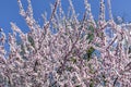 Branches of cherry blossoms in garden in springtime. Blooming Cherry Blossoms against blue sky. Early Spring. Royalty Free Stock Photo