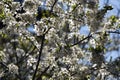 Branches of cherry blossoms in garden in springtime. Blooming Cherry Blossoms against blue sky. Early Spring. Royalty Free Stock Photo
