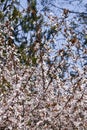 Branches of cherry blossoms in garden in springtime. Blooming Cherry Blossoms against blue sky. Early Spring. Royalty Free Stock Photo