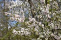 Branches of cherry blossoms in garden in springtime. Blooming Cherry Blossoms against blue sky. Early Spring. Royalty Free Stock Photo