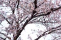 Branches of cherry blossoms isolated white background Royalty Free Stock Photo