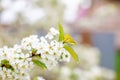 Branches of cherry blossoms with a soft accent on a delicate natural background.