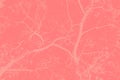 Branches of cherry blossoms. A toned background for design. Royalty Free Stock Photo