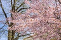 Branches of the cherry tree blooming in spring, Tammisaari, Finland