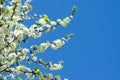 branches of a cherry tree blossoming with white flowers against a bright blue sky. Royalty Free Stock Photo