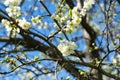 branches of a cherry tree blossoming with white flowers against a bright blue sky. Royalty Free Stock Photo