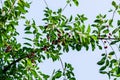 Branches of a cherry tree with ripe cherries against a blue sky. Harvesting Royalty Free Stock Photo