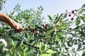 Branches of a cherry tree with ripe cherries against a blue sky. A man's hand is harvesting Royalty Free Stock Photo