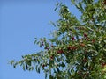 Branches of cherry tree with ripe red berries fruits, blue sky in background